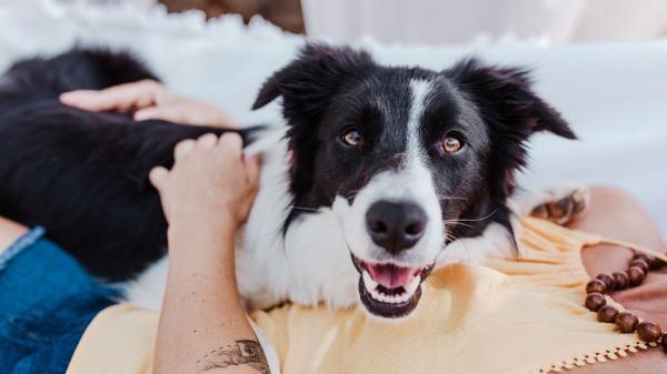 No pueden vivir sin ti: diez razas de perros que muestran más apego y lealtad a sus tutores - Border collie: lealtad inquebrantable que puede convertirse en dependencia