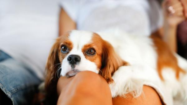 No pueden vivir sin ti: diez razas de perros que muestran más apego y lealtad a sus tutores - Cavalier King Charles spaniel: el “perro de la realeza” que solo quiere tu regazo