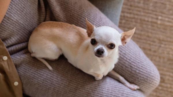 No pueden vivir sin ti: diez razas de perros que muestran más apego y lealtad a sus tutores - Chihuahua: un corazón gigante en un cuerpo diminuto