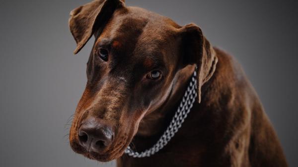 No pueden vivir sin ti: diez razas de perros que muestran más apego y lealtad a sus tutores - Dóberman: el guardaespaldas que solo quiere tus mimos