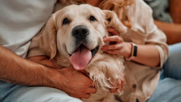 No pueden vivir sin ti: diez razas de perros que muestran más apego y lealtad a sus tutores - Golden retriever: sensibilidad única que busca en todo momento tu mirada (y tu cariño)