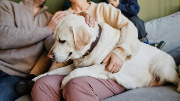 No pueden vivir sin ti: diez razas de perros que muestran más apego y lealtad a sus tutores - Labrador retriever: lealtad que se traduce en contacto físico constante