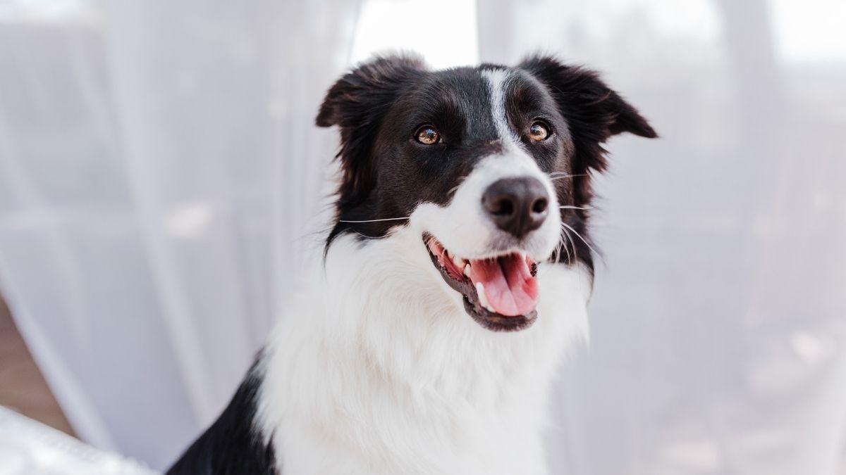 No pueden vivir sin ti: diez razas de perros que muestran más apego y lealtad a sus tutores