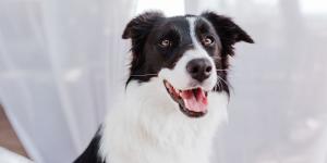 No pueden vivir sin ti: diez razas de perros que muestran más apego y lealtad a sus tutores