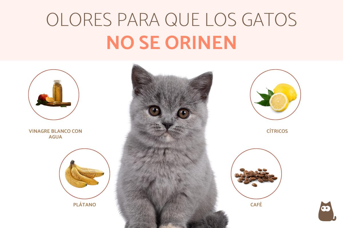 Olores para que los gatos no orinen