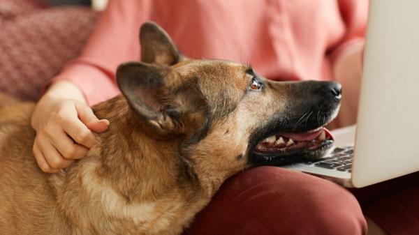 No pueden vivir sin ti: diez razas de perros que muestran más apego y lealtad a sus tutores - Pastor alemán: devoción incondicional que va más allá de la protección