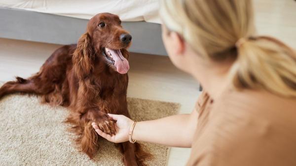 No pueden vivir sin ti: diez razas de perros que muestran más apego y lealtad a sus tutores - Setter irlandés: el compañero de aventuras que nunca te abandonará