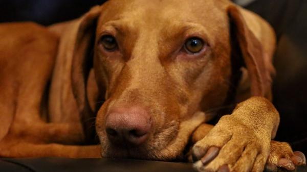 No pueden vivir sin ti: diez razas de perros que muestran más apego y lealtad a sus tutores - Vizsla (braco húngaro): el “perro velcro” que no entiende de distancias