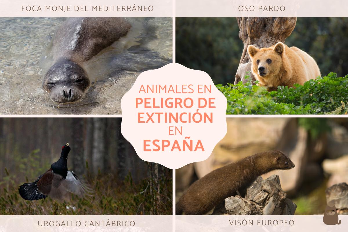 Animales en peligro de extinción en España