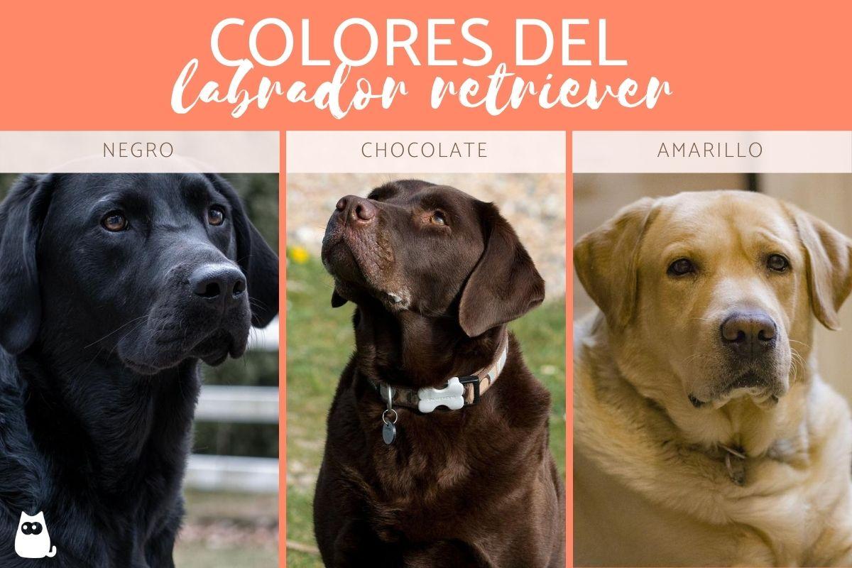 Colores del labrador retriever