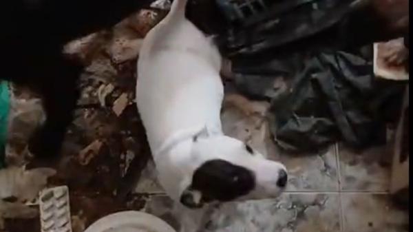 Nueve perros rescatados en condiciones de abandono extremas en una masía ocupada: “Nunca habíamos visto algo así” - El decreto municipal que salvó a los perros: una medida pionera 