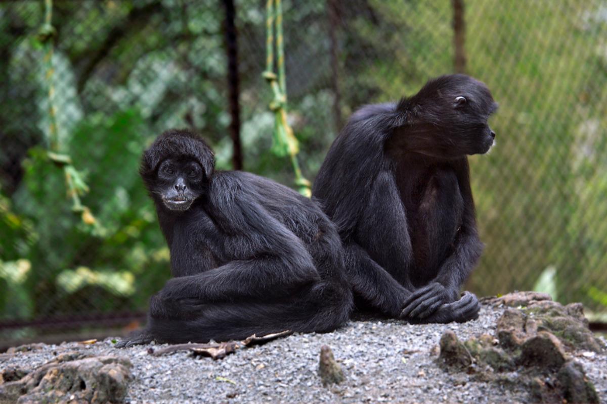 Mono araña - Tipos, características, dónde vive y qué come