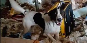 Nueve perros rescatados en condiciones de abandono extremas en una masía ocupada: “Nunca habíamos visto algo así”