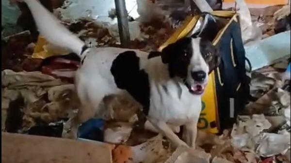 Nueve perros rescatados en condiciones de abandono extremas en una masía ocupada: “Nunca habíamos visto algo así”