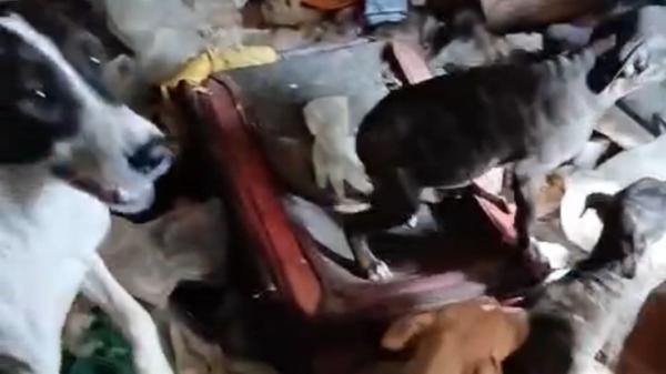 Nueve perros rescatados en condiciones de abandono extremas en una masía ocupada: “Nunca habíamos visto algo así” - Viviendo entre escombros y suciedad: esta es la historia de los nueve perros rescatados 