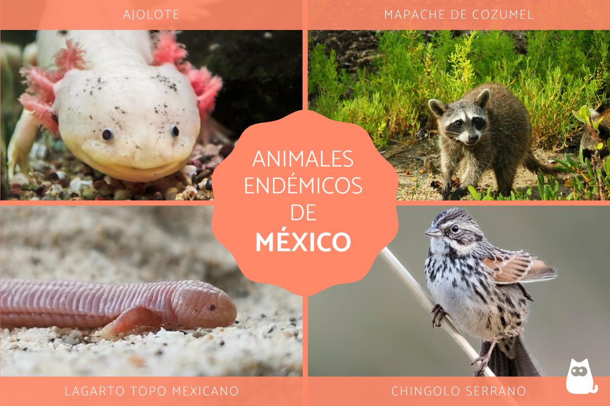 Animales endémicos de México