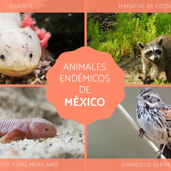 Plantas Y Animales Nativos De México 10 Flores Endémicas De México: