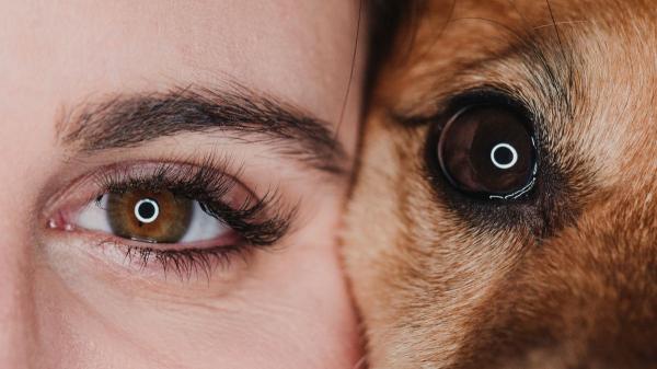 Un estudio descubre el verdadero motivo por el que tu perro te mira así: no es solo atención, es una conexión emocional única - La oxitocina: la hormona que se activa cuando tu perro te mira