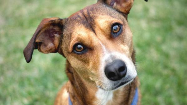 Un estudio descubre el verdadero motivo por el que tu perro te mira así: no es solo atención, es una conexión emocional única - No todas las miradas son iguales: cómo entender lo que tu perro intenta decirte