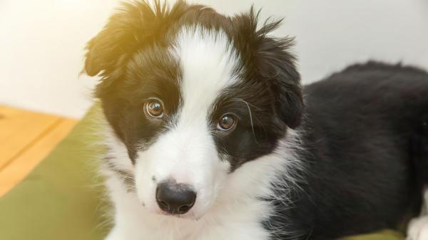 Un estudio descubre el verdadero motivo por el que tu perro te mira así: no es solo atención, es una conexión emocional única - Por qué los perros te miran y los lobos no: la clave está en la domesticación