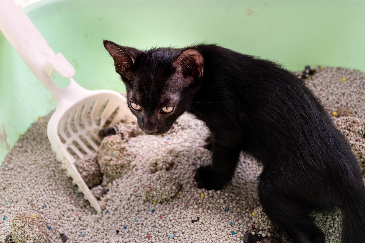 ¿Por qué mi gato tiene heces blandas y malolientes?