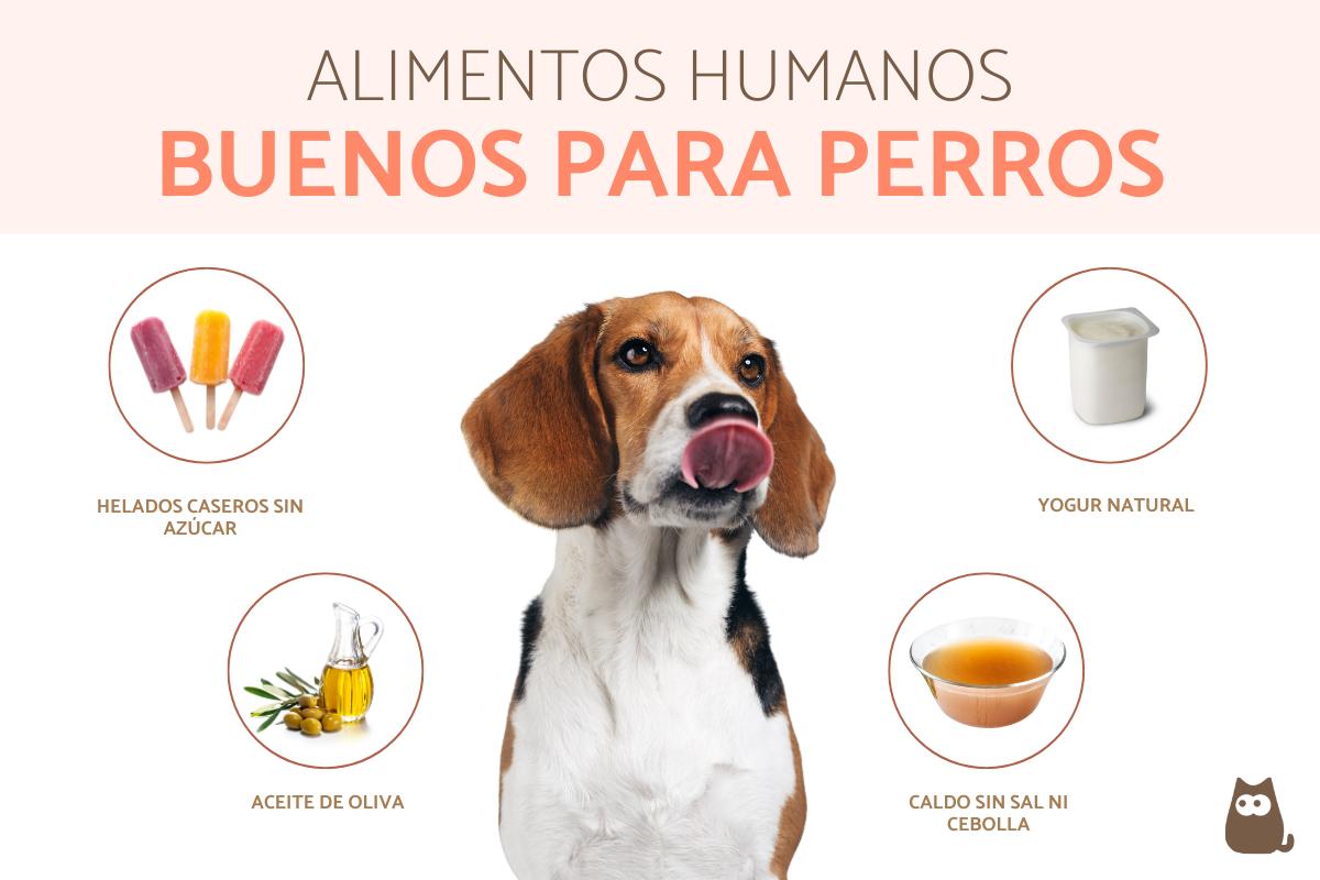 ¿Qué pueden comer los perros de comida humana?