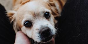 Un estudio descubre el verdadero motivo por el que tu perro te mira así: no es solo atención, es una conexión emocional única
