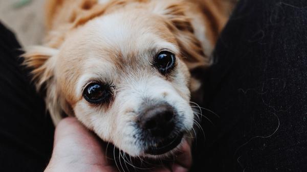 Un estudio descubre el verdadero motivo por el que tu perro te mira así: no es solo atención, es una conexión emocional única