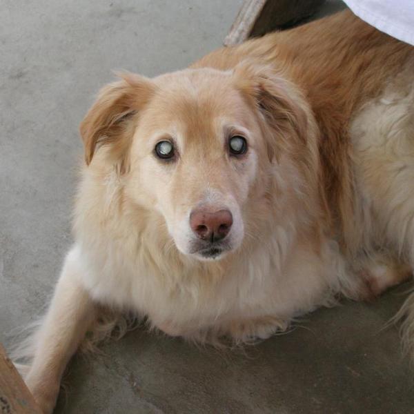 mi cachorro tiene problemas de visión