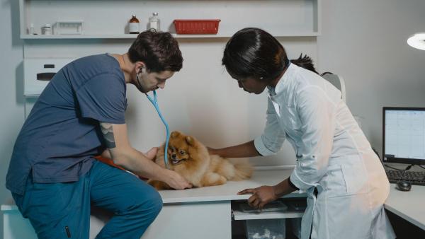 Veterinarios expertos lo tienen claro: dar antiparasitarios cada mes a perros y gatos no siempre es necesario - El aviso de la FDA sobre los efectos de las pastillas antipulgas