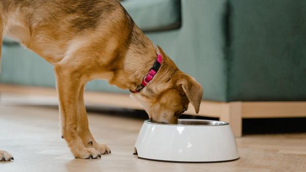 Veterinarios expertos lo tienen claro: dar antiparasitarios cada mes a perros y gatos no siempre es necesario - El impacto inesperado de algunos antipulgas en el suelo y los insectos, según un estudio