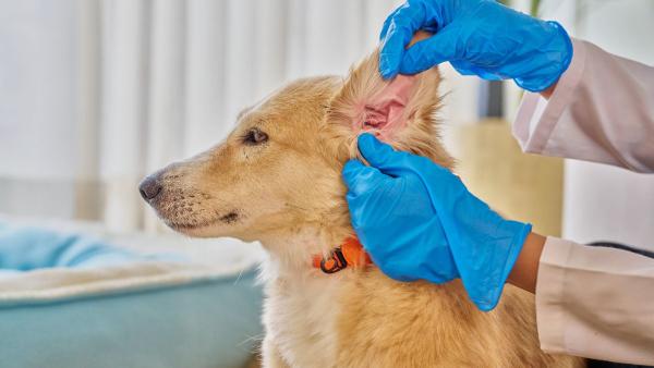 Veterinarios expertos lo tienen claro: dar antiparasitarios cada mes a perros y gatos no siempre es necesario - Por qué tu veterinario ya no recomienda tratar por igual a todos los perros y gatos
