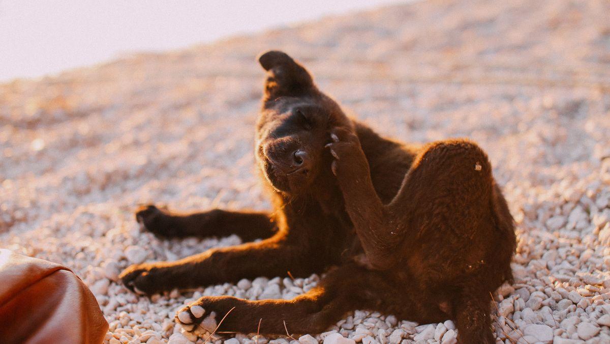 Veterinarios expertos lo tienen claro: dar antiparasitarios cada mes a perros y gatos no siempre es necesario