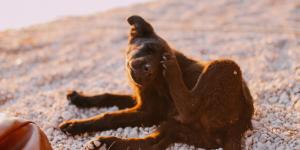 Veterinarios expertos lo tienen claro: dar antiparasitarios cada mes a perros y gatos no siempre es necesario