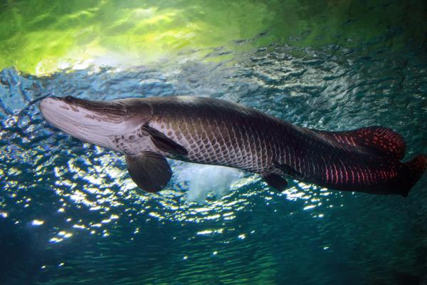 Peces del Amazonas - Arapaima (Arapaima gigas)