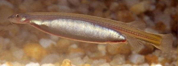 Peces del Amazonas - Bagre candirú (Vandellia cirrhosa)