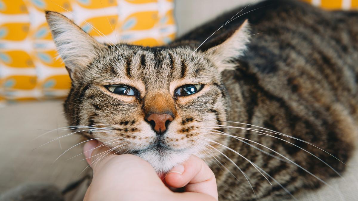 No es que tu gato sea distante: es que lo estás tratando como a un perro