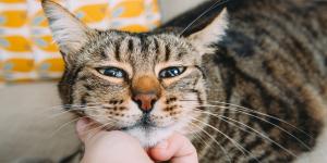 No es que tu gato sea distante: es que lo estás tratando como a un perro