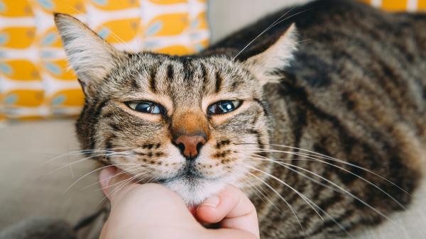No es que tu gato sea distante: es que lo estás tratando como a un perro