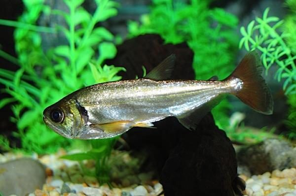 Peces del Amazonas - Payara (Hydrolycus armatus)