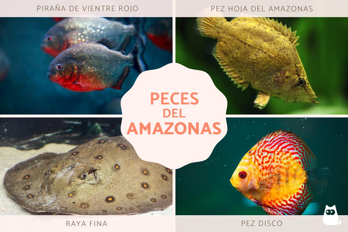 Peces del Amazonas
