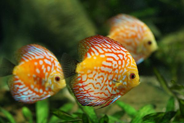 Peces del Amazonas - Pez disco (Symphysodon discus)