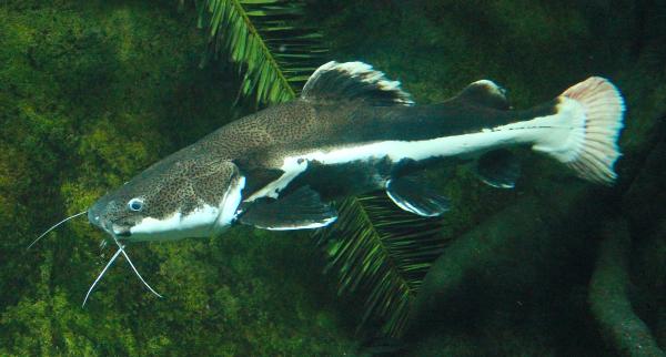 Peces del Amazonas - Pez gato gigante (Brachyplatystoma filamentosum)