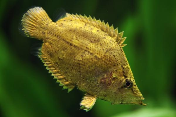 Peces del Amazonas - Pez hoja del Amazonas (Monocirrhus polyacanthus)