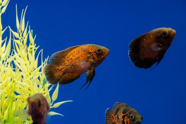 Peces del Amazonas - Pez Óscar (Astronotus ocellatus)