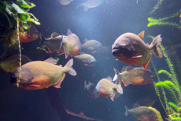 Peces del Amazonas - Piraña de vientre rojo (Pygocentrus nattereri)