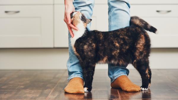 No es que tu gato sea distante: es que lo estás tratando como a un perro - “Quitarnos el chip del perro de la cabeza”: la clave para una mejor convivencia