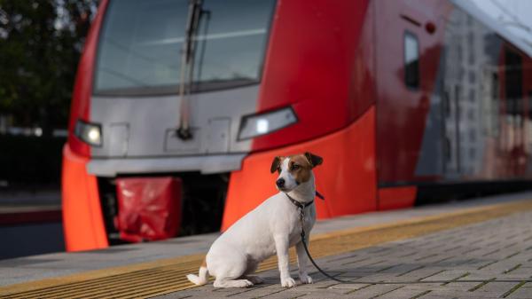 Viajar con perros grandes en Renfe ya es posible: requisitos, precio y cómo funciona el nuevo servicio para canes de hasta 40 kilos - Así se compra el billete para viajar con un perro grande en Renfe: una plaza para él y otra para su dueño