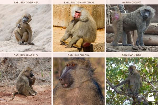 Monos africanos: tipos y características - Babuinos (género Papio)