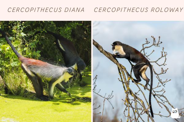 Monos africanos: tipos y características - Cercopitecos (género Cercopithecus)